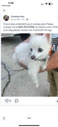 Lost Female Dog last seen Gano ave, Orange Park, FL 32073