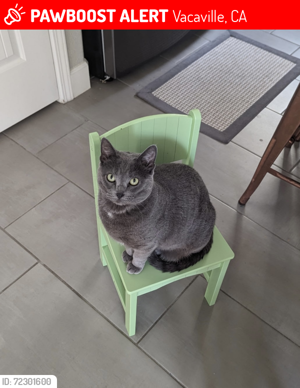 Lost Female Cat last seen Falcon Drive, north village , Vacaville, CA 95688