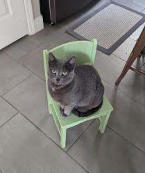 Lost Female Cat last seen Falcon Drive, north village , Vacaville, CA 95688