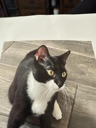Lost Male Cat last seen Ray and Dobson chandler , Chandler, AZ 85224