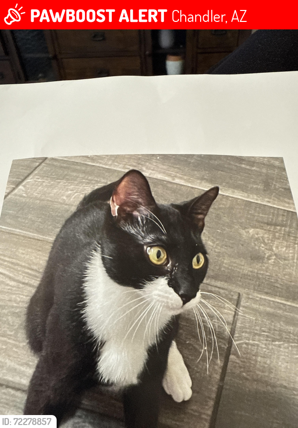 Lost Male Cat last seen Ray and Dobson chandler , Chandler, AZ 85224