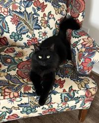 Lost Male Cat last seen RS gas station, TR high school, Village West neighborhood , Travelers Rest, SC 29690