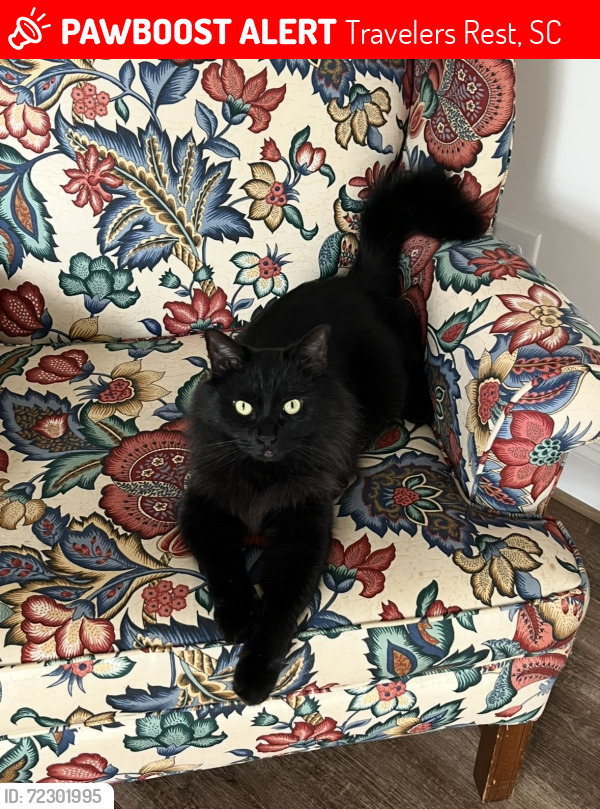 Lost Male Cat last seen RS gas station, TR high school, Village West neighborhood , Travelers Rest, SC 29690