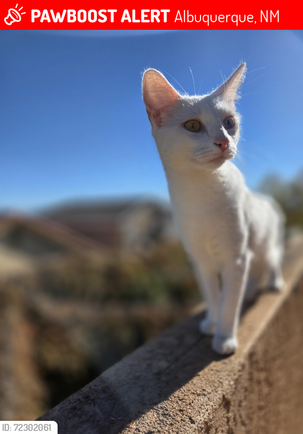 Lost Female Cat last seen Paradise and Golf Course, Albuquerque, NM 87114