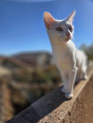 Lost Female Cat last seen Paradise and Golf Course, Albuquerque, NM 87114