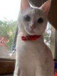 Lost Male Cat last seen Mulgrave, Mulgrave, VIC 3170