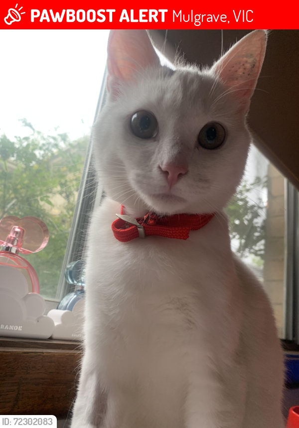 Lost Male Cat last seen Mulgrave, Mulgrave, VIC 3170
