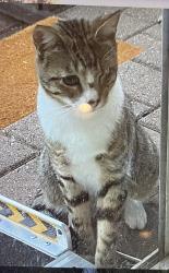 Lost Male Cat last seen Salvador Ave, Napa, CA 94559