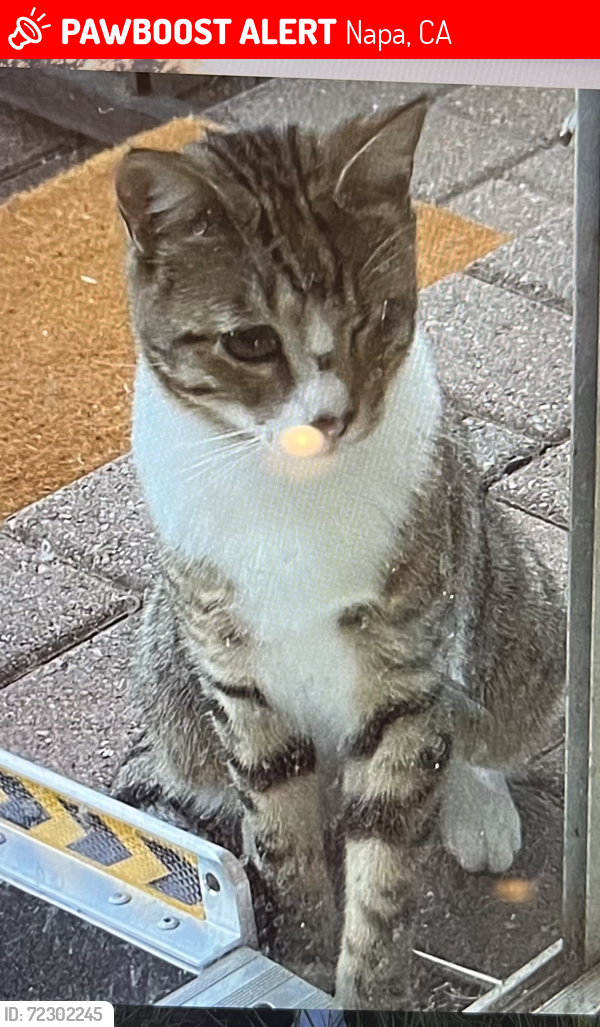 Lost Male Cat last seen Salvador Ave, Napa, CA 94559