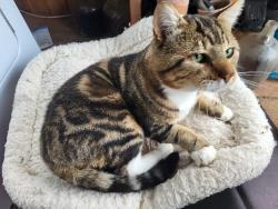 Lost Male Cat last seen Federal Way Walmart or Seatac 76 on S.188th, Federal Way, WA 98003