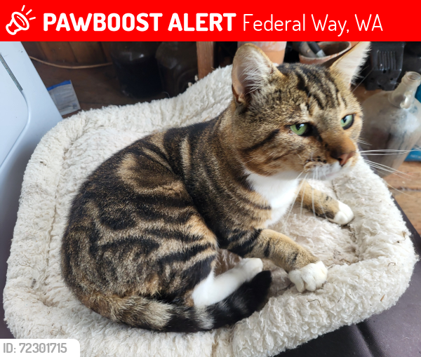 Lost Male Cat last seen Federal Way Walmart or Seatac 76 on S.188th, Federal Way, WA 98003