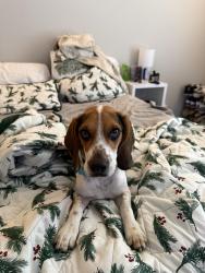 Reunited Male Dog last seen Near Kepwick Dr, Westerville, OH 43081, USA, Westerville, OH 43081