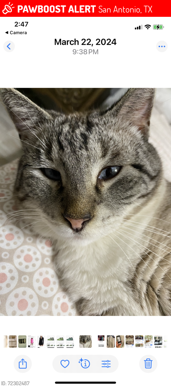 Lost Male Cat last seen Hausman and pecan glade, San Antonio, TX 78249