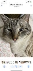 Lost Male Cat last seen Hausman and pecan glade, San Antonio, TX 78249