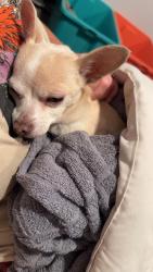 Lost Female Dog last seen East 44 and jolly ln, Rapid City, SD 57703