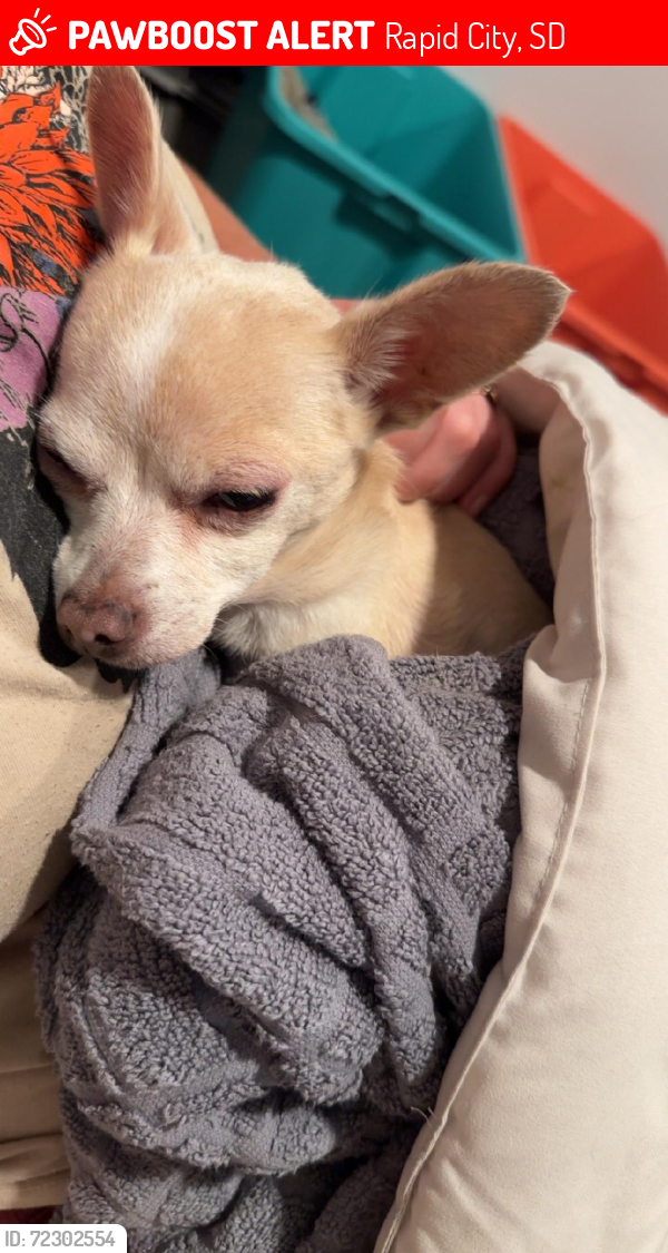 Lost Female Dog last seen East 44 and jolly ln, Rapid City, SD 57703