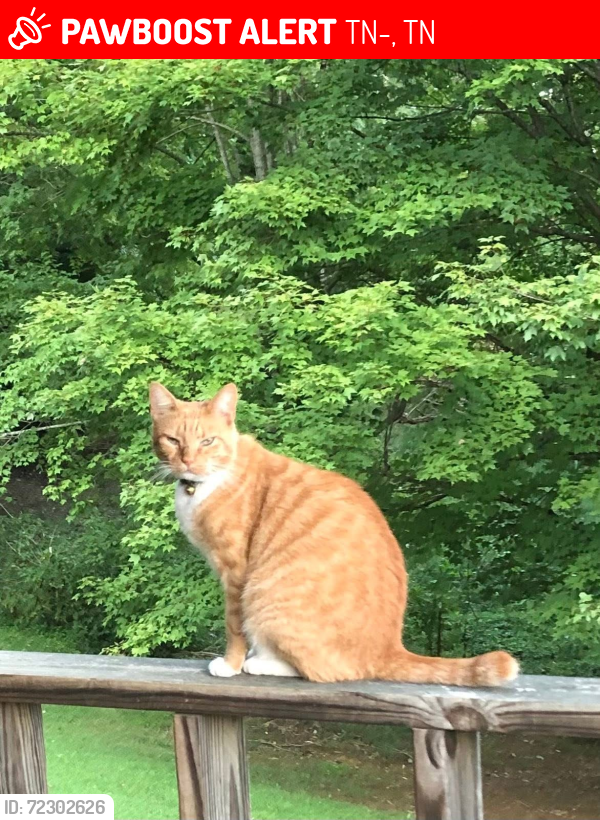Lost Male Cat last seen TRW, Rogersville, TN 37857