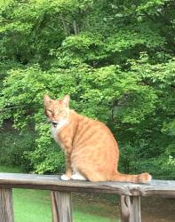 Lost Male Cat last seen TRW, Rogersville, TN 37857