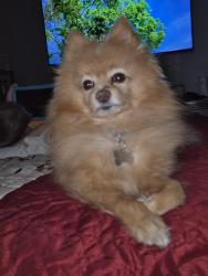 Lost Male Dog last seen Blather and clinton, Fresno, CA 93722