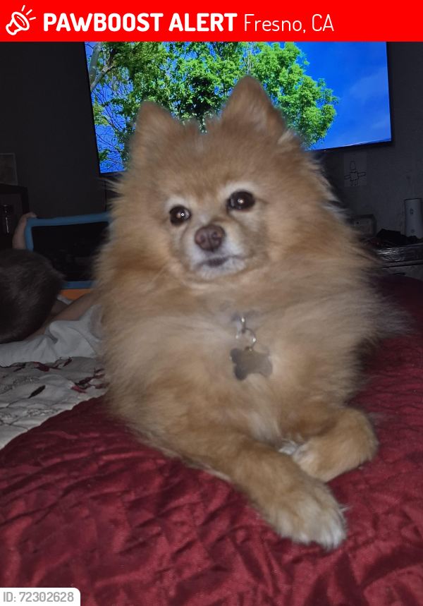 Lost Male Dog last seen Blather and clinton, Fresno, CA 93722