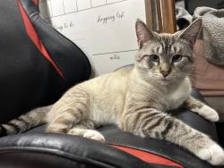 Lost Male Cat last seen S van kal and almena rd, Mattawan, MI 49071