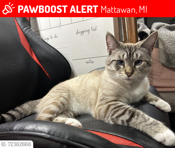 Lost Male Cat last seen S van kal and almena rd, Mattawan, MI 49071
