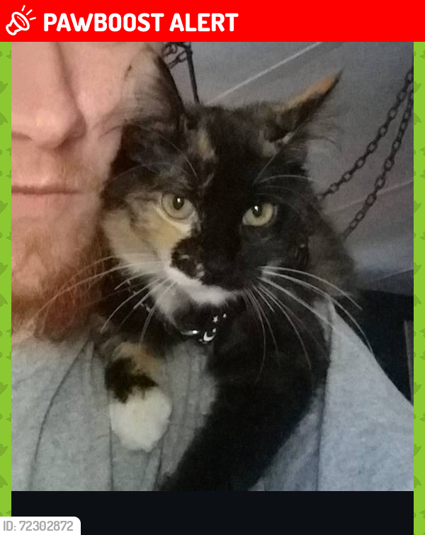 Lost Female Cat last seen Binghamwood and bald hills, Thurston County, WA 98597