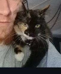 Lost Female Cat last seen Binghamwood and bald hills, Thurston County, WA 98597