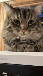 Lost Male Cat last seen Laurel ridge community, Black Mountain, NC 28711