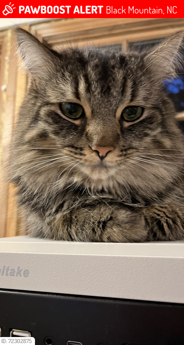 Lost Male Cat last seen Laurel ridge community, Black Mountain, NC 28711