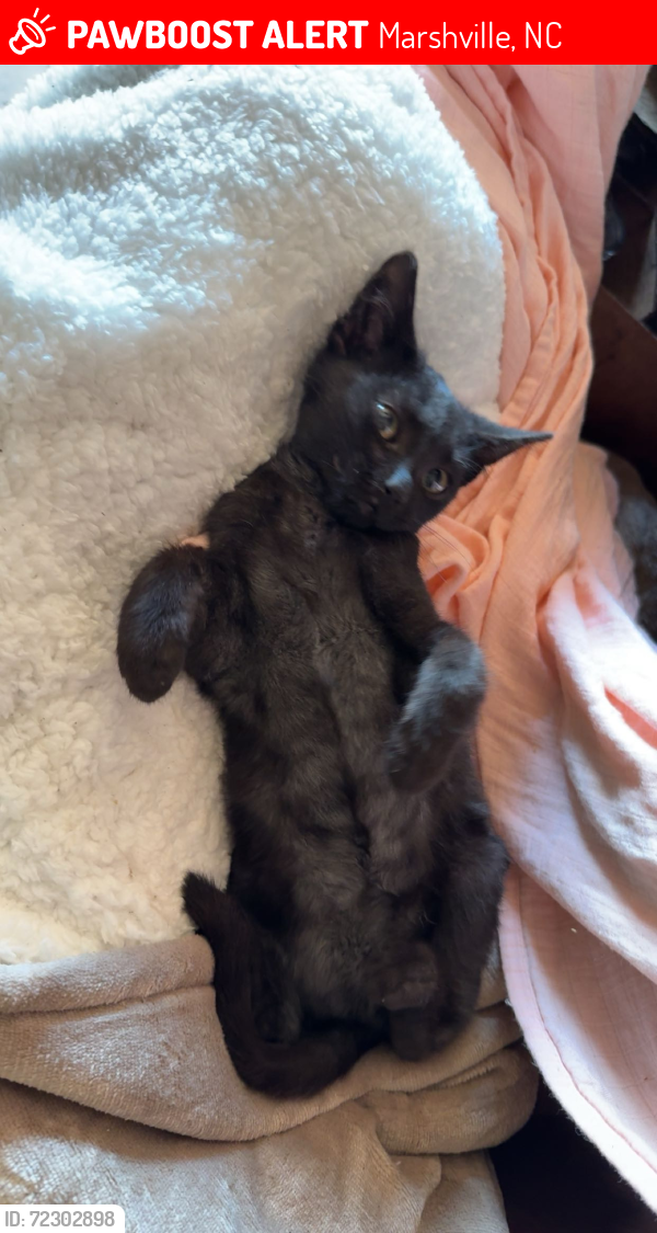 Lost Female Cat last seen First Baptist church marshville , Marshville, NC 28103