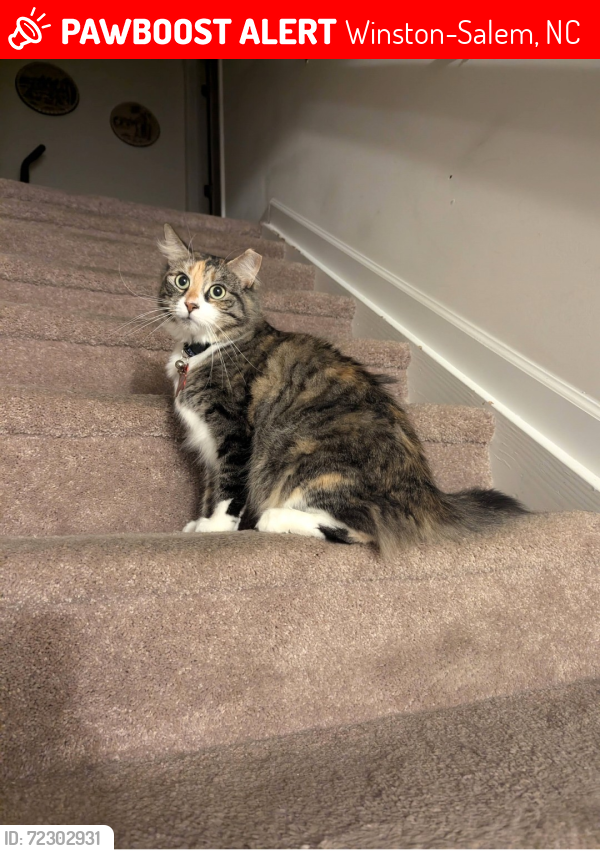 Lost Female Cat last seen Thomasville & Chestnut Heights road, Winston-Salem, NC 27107
