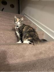 Lost Female Cat last seen Thomasville & Chestnut Heights road, Winston-Salem, NC 27107