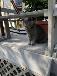 Lost Male Cat last seen Worthington Woods, Worthington, OH 43085