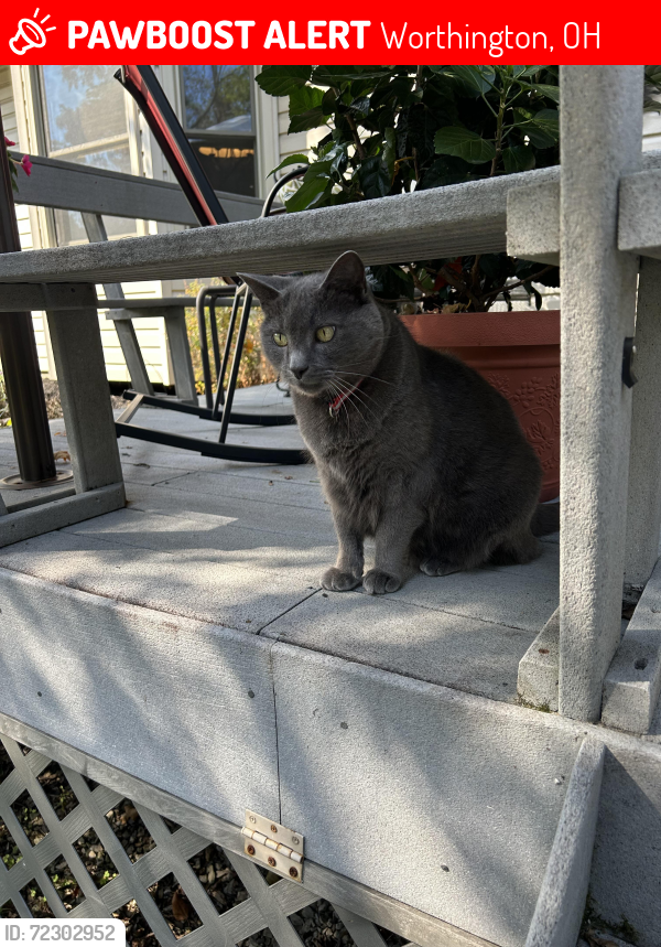 Lost Male Cat last seen Worthington Woods, Worthington, OH 43085