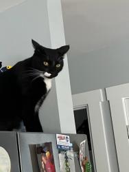 Lost Male Cat last seen Dollar General,  Hooters the Hangout, Gulf Shores, AL 36542