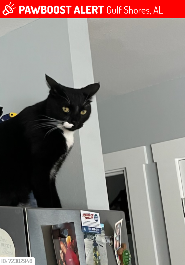 Lost Male Cat last seen Dollar General,  Hooters the Hangout, Gulf Shores, AL 36542