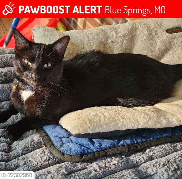 Lost Male Cat last seen NW Almond Dr and NW Palmer, Blue Springs, MO 64014