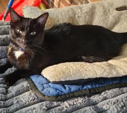 Lost Male Cat last seen NW Almond Dr and NW Palmer, Blue Springs, MO 64014