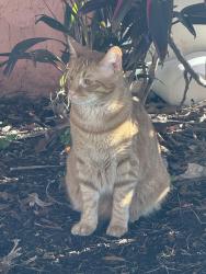Lost Female Cat last seen Ocean reef apmt , Hallandale Beach, FL 33009