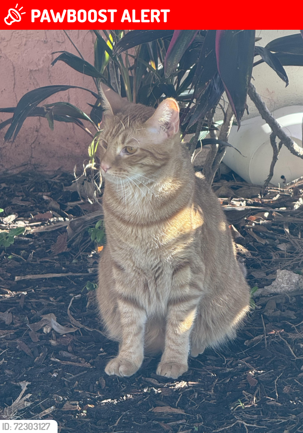 Lost Female Cat last seen Ocean reef apmt , Hallandale Beach, FL 33009