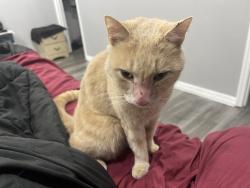 Lost Male Cat last seen Forest street, Daytona Beach, FL 32119