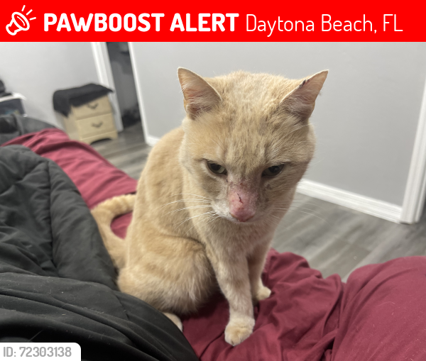 Lost Male Cat last seen Forest street, Daytona Beach, FL 32119