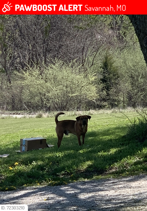Lost Male Dog last seen Near highway , Savannah, MO 64485