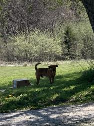 Lost Male Dog last seen Near highway , Savannah, MO 64485