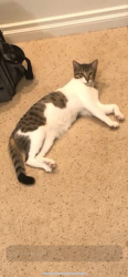 Lost Male Cat last seen Five points vet, Albion, MI 49224
