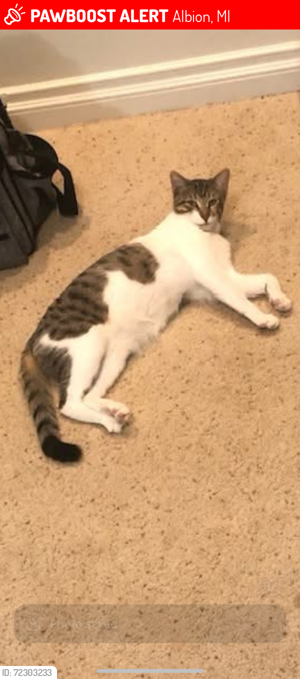 Lost Male Cat last seen Five points vet, Albion, MI 49224
