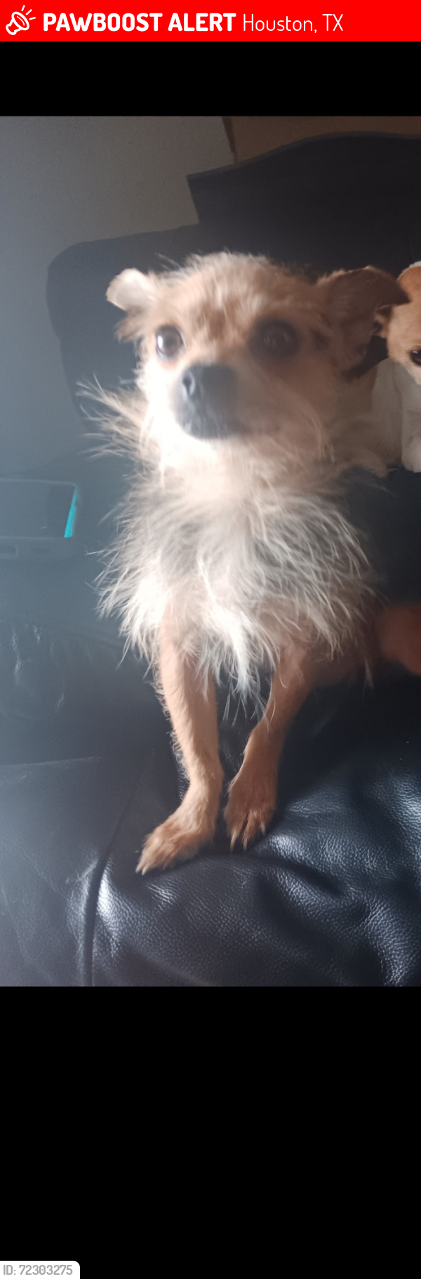 Lost Male Dog last seen Hopper, Houston, TX 77093