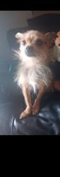 Lost Male Dog last seen Hopper, Houston, TX 77093