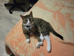 Lost Male Cat last seen Saturn Avenue and Passaic Street, Huntington Park, CA 90255